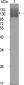 KDR Antibody